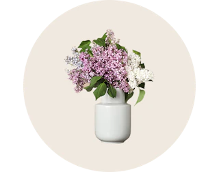 زهور في المزهريات