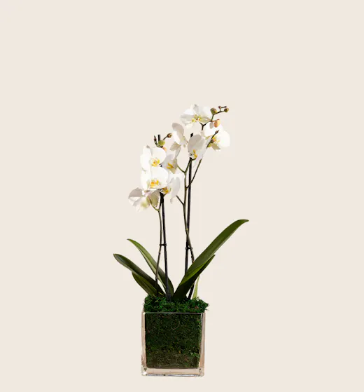Plants