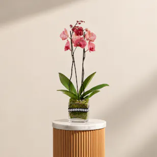 Charming Red Orchid Plant