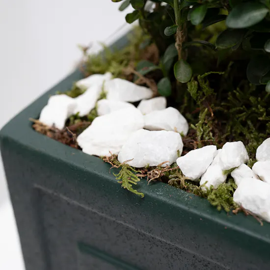 Buxus Sempervirens | Dark Green Pot