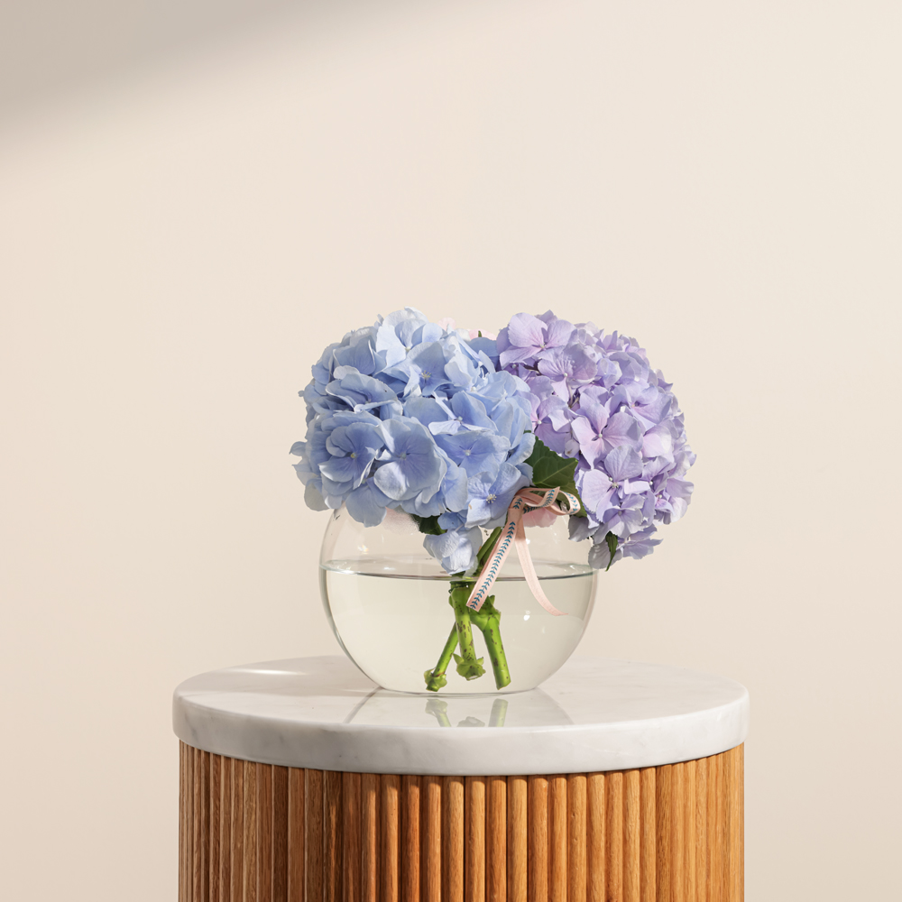 مزهريه الهيدرانجيا الساحره 