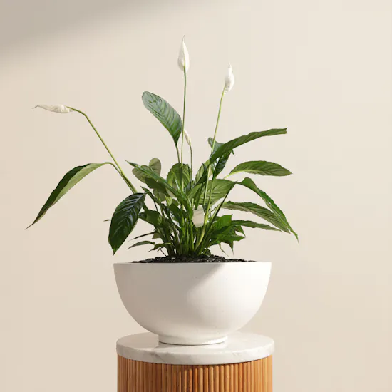 Tall White Spathiphyllum Bingo Plant
