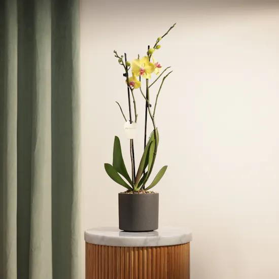 The Golden Yellow Phalaenopsis Plant