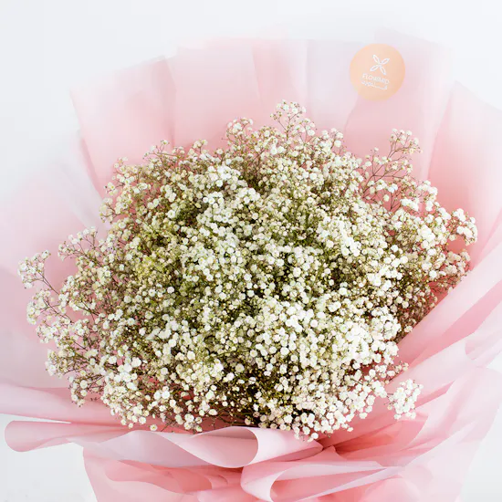 Gypso Lover | Pink Wrap