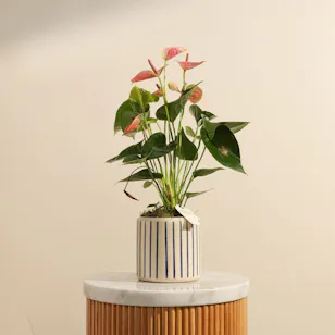 Elegant Pink Anthurium Plant with Blue Stripes Ceramic Vase Elegant Pink Anthurium Plant with Blue Stripes Ceramic Vase
