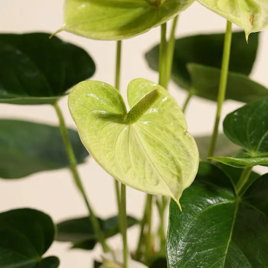 Anthurium Vanilla Plant