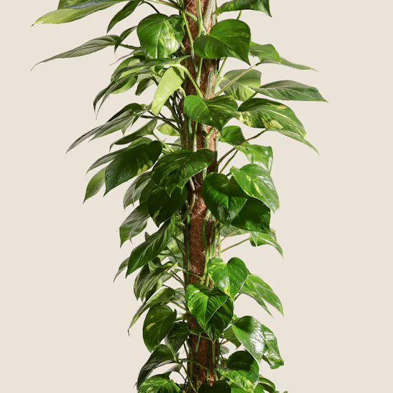 Lush Green Big Epipremnum Plant