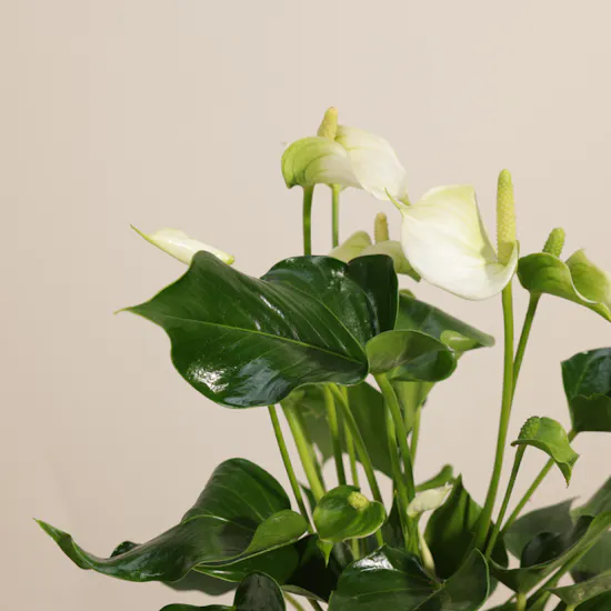 Unique White Anthurium Plant