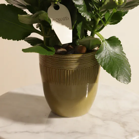 Pearl Serenity Kalanchoe Plant