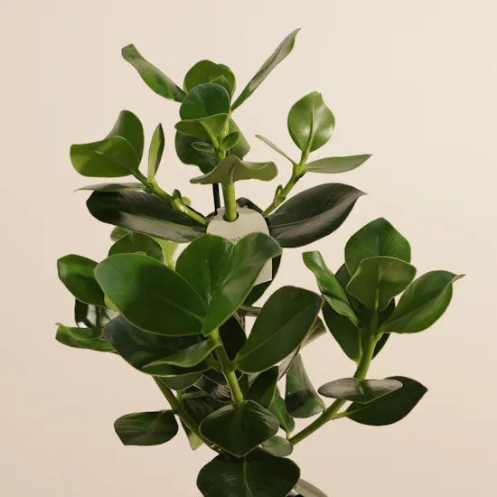 Shiny Green Clusia Rosea Princess Plant
