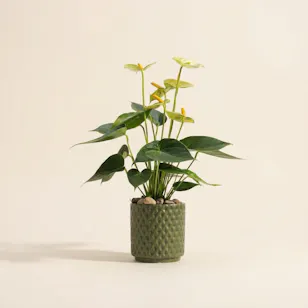  Elegant Light Green Anthurium Plant