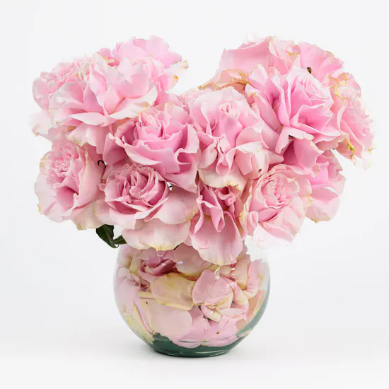 Pink Serenade