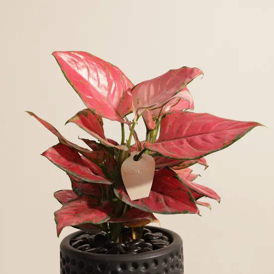 Aglaonema Red Joy Plant