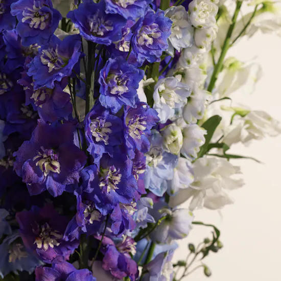 Charming Delphinium Luxery Vase