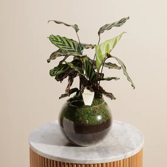 Vibrant Calathea Makoyana Plant