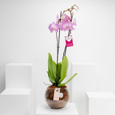 Purple Orchid Plant | Glass Fishbowl