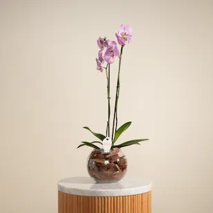 Royal Purple Orchid Plant Royal Purple Orchid Plant