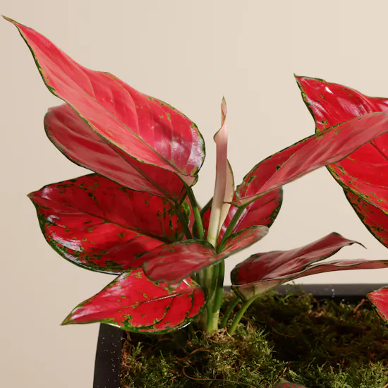 Chic Aglaonema Red Joy and Fittonia Plants