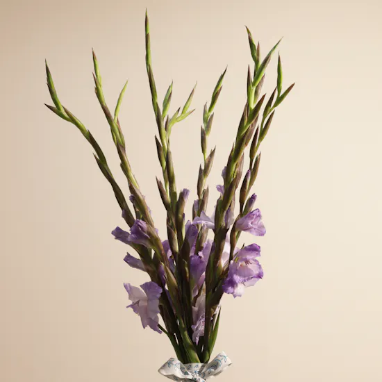 Purple Gladiolus | Flowers Bouquet