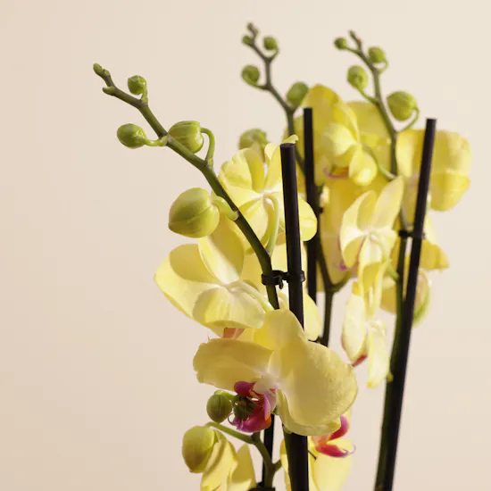 Stunning Yellow Orchid Plant