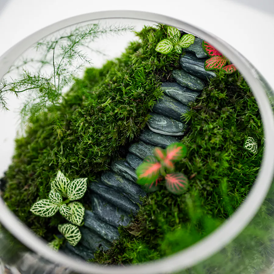 Refreshing Tropical Garden | Closed Terrarium  4