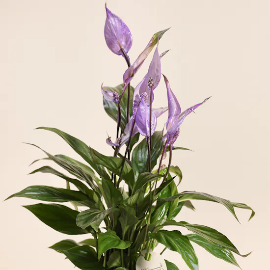 Spathiphyllum Make-Upz Purple