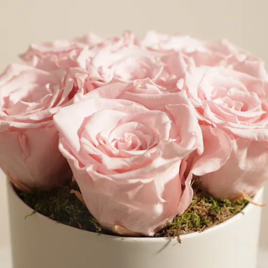 Elegant Pink Preserved Roses Box