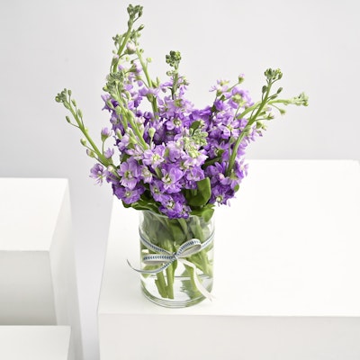 Purple Matthiola | Cylinder Vase