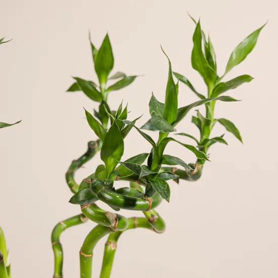 Bamboo Plant Vase | 5 Lucky Bamboo