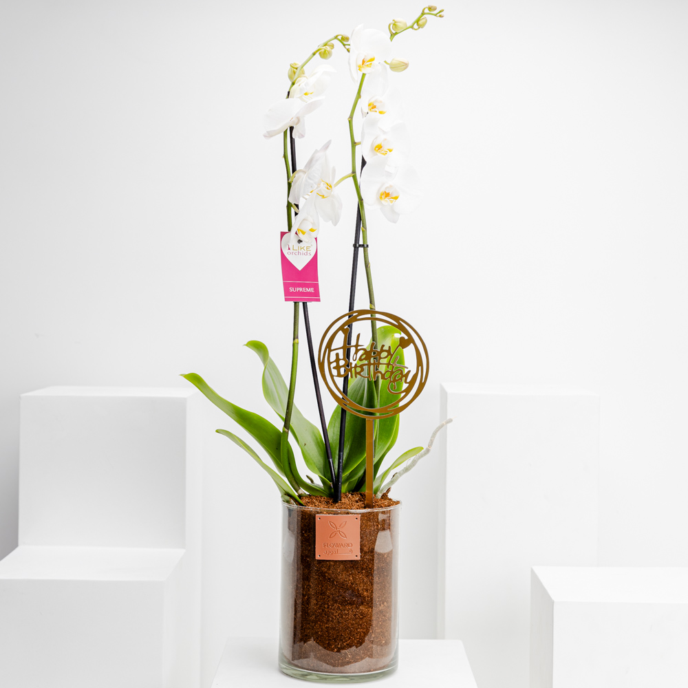 نبتة أوركيد يوم ميلاد سعيد