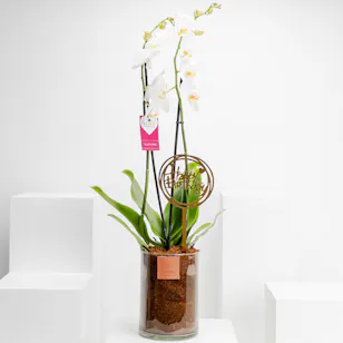 Happy Birthday Orchid Plant Happy Birthday Orchid Plant