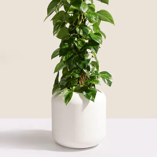 Astounding Big Epipremnum Plant