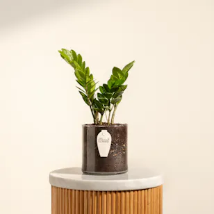 Zamioculcas Plant Pot Zamioculcas Plant Pot