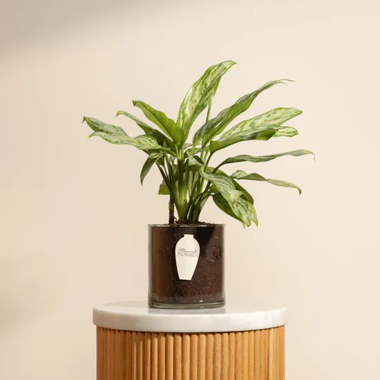 PlantaZee Aglaonema Commutatum Plant | Glass Pot