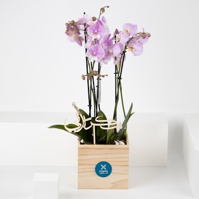 Purple Orchid | Wooden Box