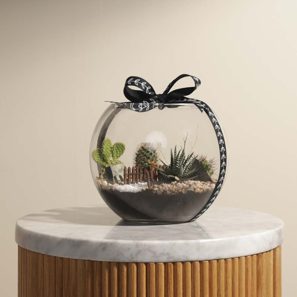 نباتات الصحراء الصغيرة  | تيراريوم مفتوح