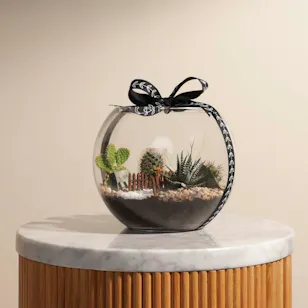 Delightful Mini Desert | Open Terrarium Delightful Mini Desert | Open Terrarium