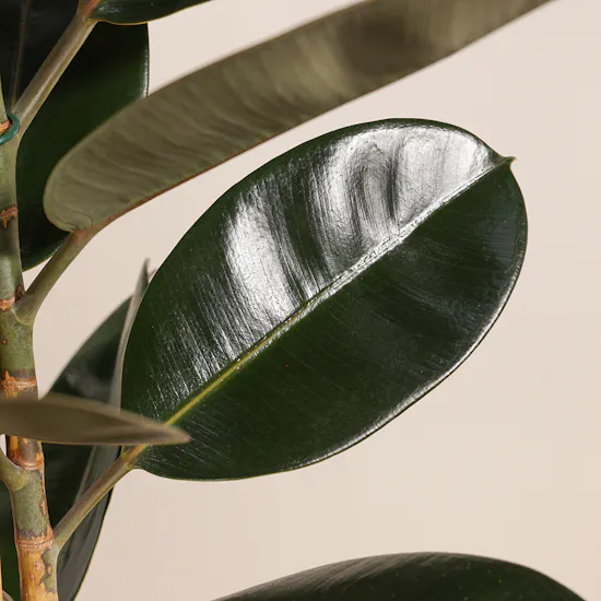 Ficus Elastica | Glass Pot