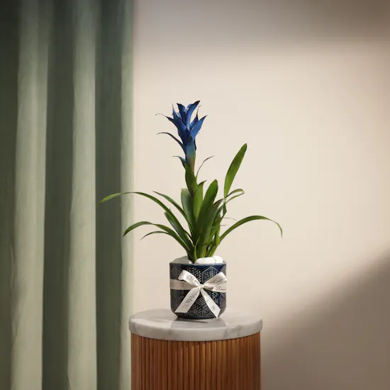 Father's Day Shinny Blue Guzmania Plant
