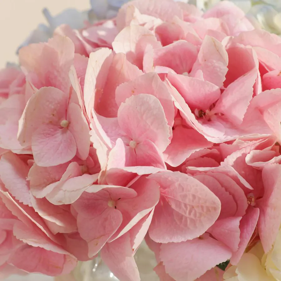 Floral Affection Hydrangea Vase 5