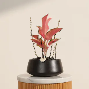 Red Joy Aglaonema Plant
