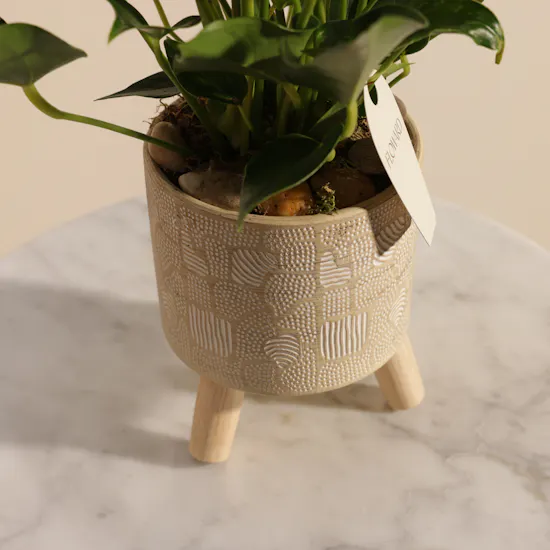 Fancy White Anthurium Plant