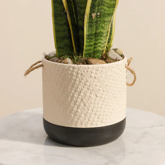 Magical Sansevieria Plant