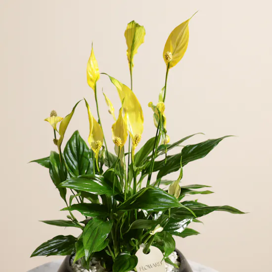 Serene Yellow Spathiphyllum Plant