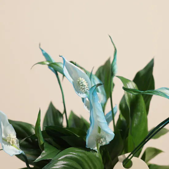 Father's Day Peaceful Blue Spathiphyllum Plant Vase