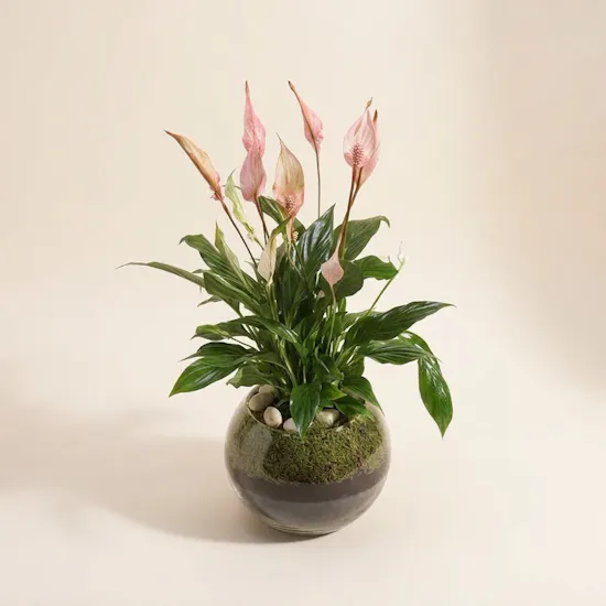 Delightful Peace Lilies Plant