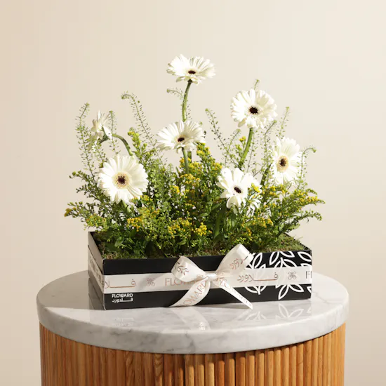 Delightful Pure Gerbera Box