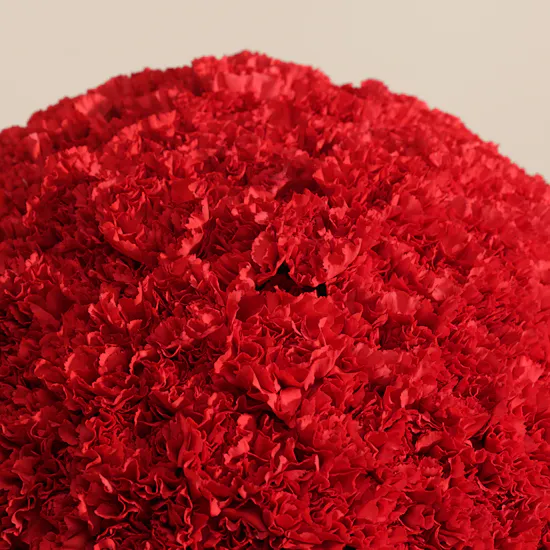 Emotional Red Carnation Box | 75 Flowers