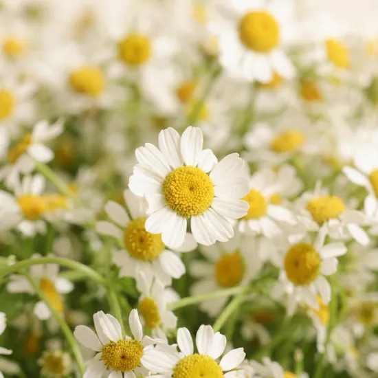 Spring Charm Chamomile Box