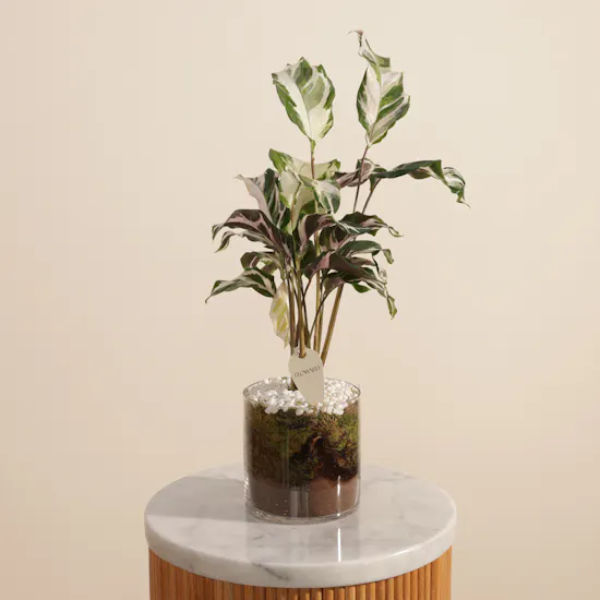 Crystal Calathea Stella Plant